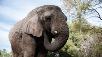 Murió Kenya, la última elefante del ex zoo de Mendoza 
