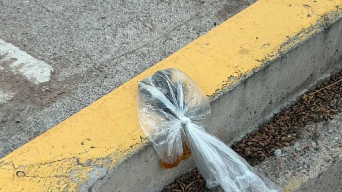 Quinta Sección: la mala costumbre de los dueños de mascotas