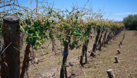 Por el estado de desastre y emergencia agropecuaria el tesoro le entregó $7 mil millones a Mendoza