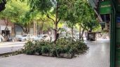 Foto ilustrativa de la nota titulada: Ciudad: cayó un árbol sobre la vereda de un local comercial y causó problemas