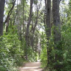 Un proyecto de ley fija hasta 10 años de prisión por destruir bosques nativos