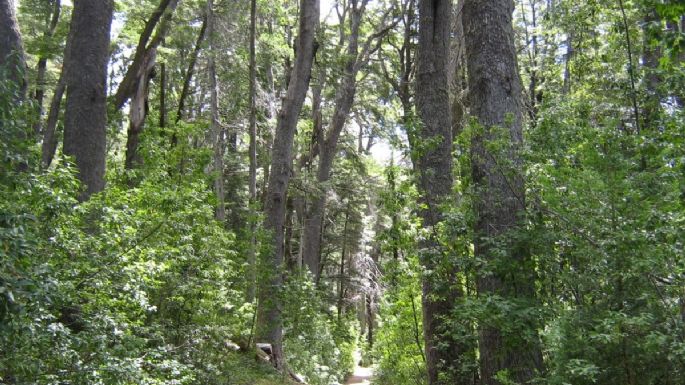 Un proyecto de ley fija hasta 10 años de prisión por destruir bosques nativos