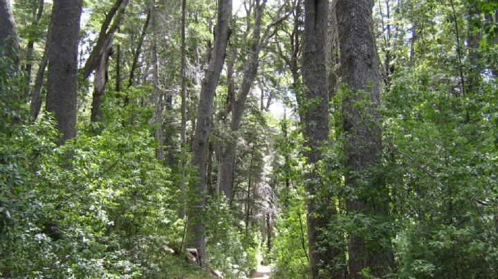 Un proyecto de ley fija hasta 10 años de prisión por destruir bosques nativos