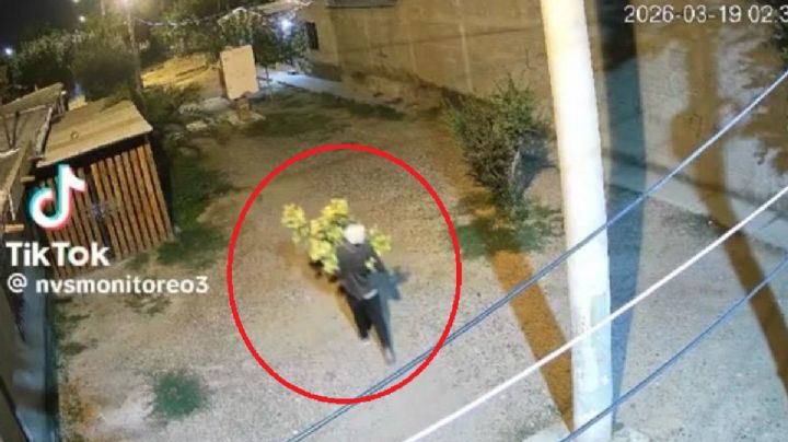 Como pancho por su casa: trasladaba una planta gigante de "marihuana" y lo engancharon