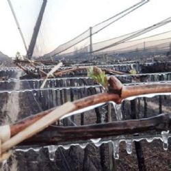 Declararon emergencia agropecuaria en 13 departamentos de Mendoza 