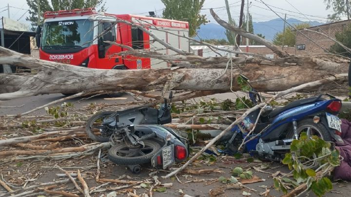 Un motociclista murió aplastado por un árbol en Las Heras y otro resultó herido 