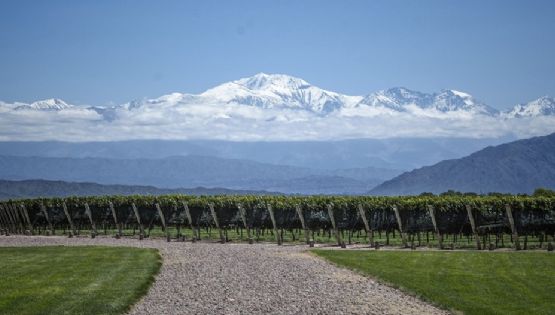 Créditos para exportar vino: aspirinas para el cáncer
