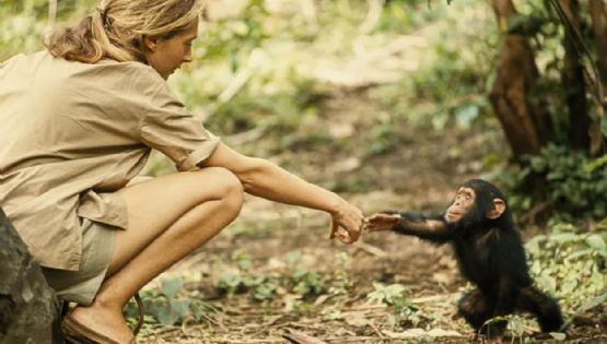 Dolor por la muerte de Jane Goodall, pionera en el estudio de los chimpancés