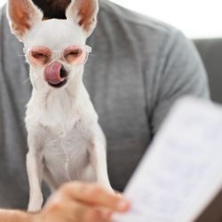 ¿Se le puede enseñar a hablar a los perros? La ciencia lo analiza