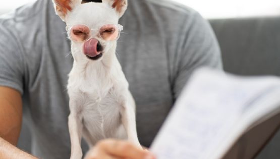 ¿Se le puede enseñar a hablar a los perros? La ciencia lo analiza