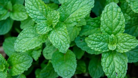 Por qué deberías poner menta en la almohada antes de dormir 