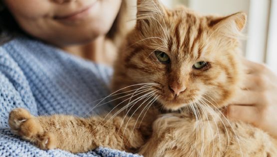 Ronroneo: la herramienta de manipulación de tu gato