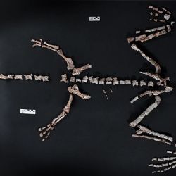 La Rioja: encontraron uno de los dinosaurios más antiguos del mundo 