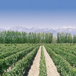 Zona Este, la tierra elegida por nuestros abuelos