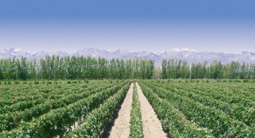 Zona Este, la tierra elegida por nuestros abuelos