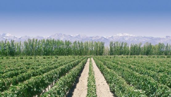Zona Este, la tierra elegida por nuestros abuelos
