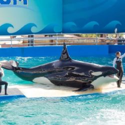 Ante protestas por maltrato animal, cerró el Miami Seaquarium