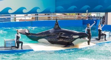 Ante protestas por maltrato animal, cerró el Miami Seaquarium
