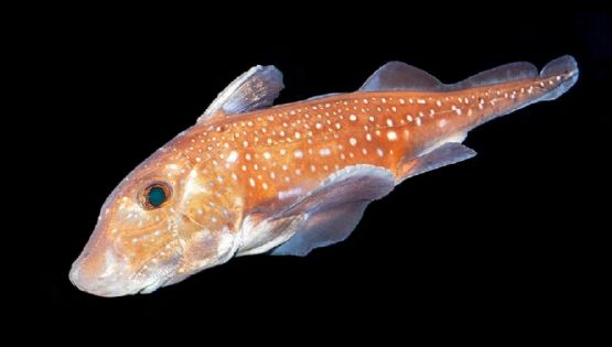 El extraño pez que desarrolló dientes en la frente para aparearse