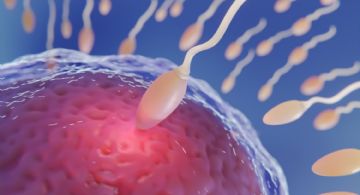 Avance histórico en fertilidad: crean óvulos a partir de células de piel