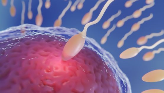Avance histórico en fertilidad: crean óvulos a partir de células de piel