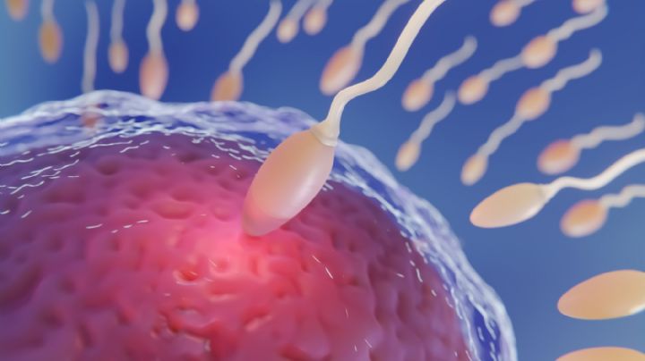 Avance histórico en fertilidad: crean óvulos a partir de células de piel