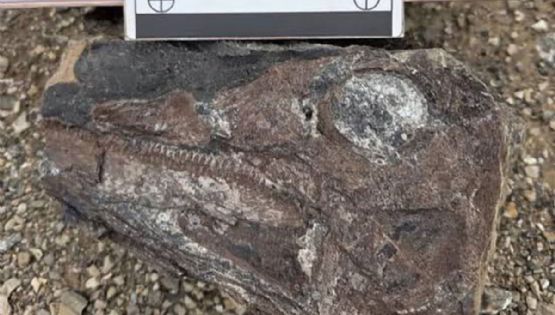 Hallaron fósiles de ictiosaurio en el estado de Táchira