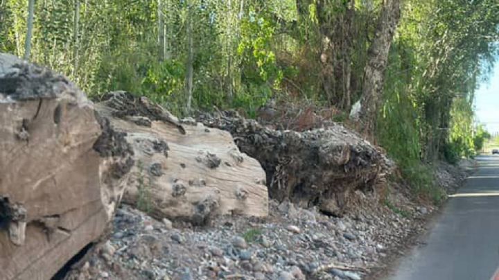 Luján de Cuyo: vecinos furiosos piden que saquen los troncos de la calle Vieytes