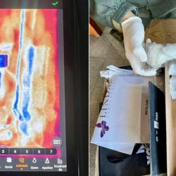 Intentaron enviar a Chubut tres lagartos africanos vivos en una encomienda 