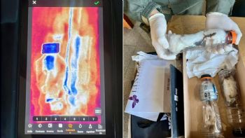 Intentaron enviar a Chubut tres lagartos africanos vivos en una encomienda 