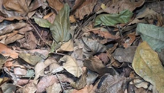 La foto viral que se convirtió en un reto visual 