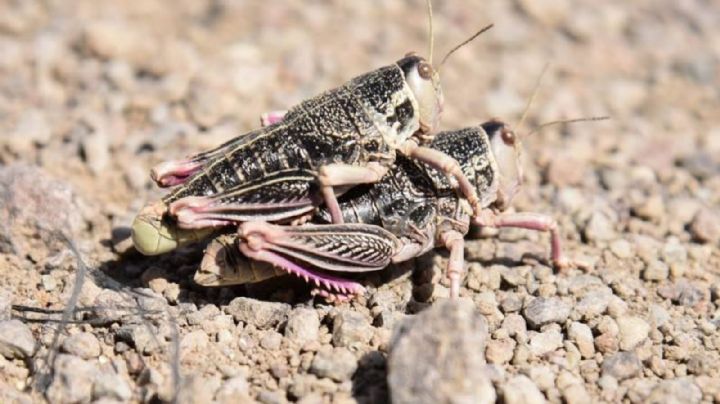 Alerta por la presencia de un tipo de “langosta gigante” en la Patagonia 