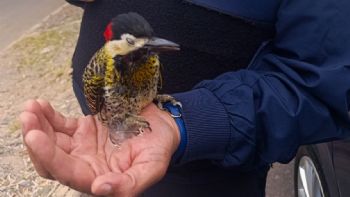 La Policía al servicio del pajarito