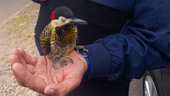 La Policía al servicio del pajarito