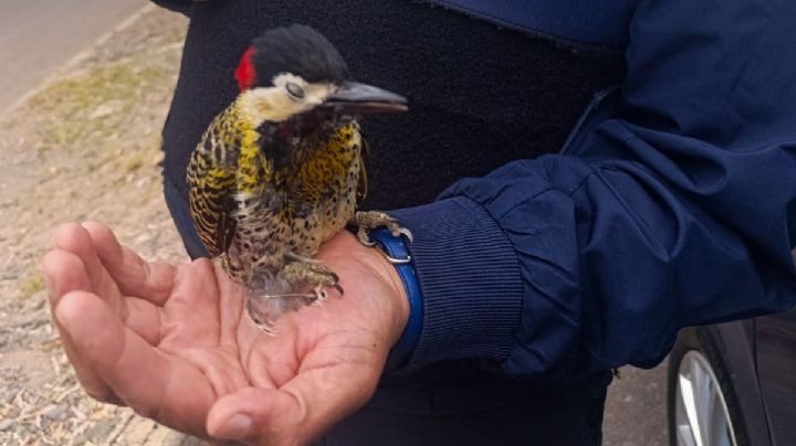 La Policía al servicio del pajarito
