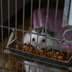 La Policía rescató a 87 erizos africanos en un criadero ilegal en CABA