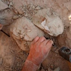 De la estrella de mar culona a los dinosaurios: el nuevo streaming del Conicet