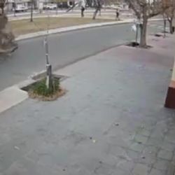 Tragedia anunciada: un video destapó la amenaza silenciosa del arbolado en Maipú