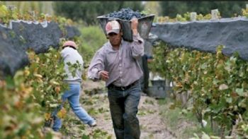 La vitivinicultura en jaque: pocas ventas y cortes en las cadenas de pago
