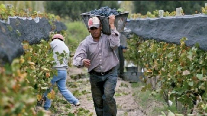 La vitivinicultura en jaque: pocas ventas y cortes en las cadenas de pago