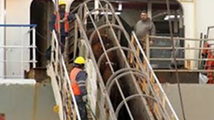 Casi 3.000 vacas uruguayas llevan dos meses en un buque sin poder desembarcar