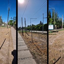 La paradoja de los árboles secos frente a la Facultad de Ciencias Agrarias