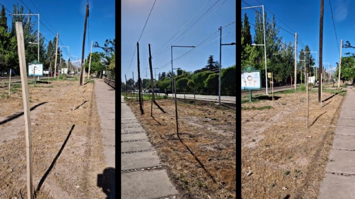 La paradoja de los árboles secos frente a la Facultad de Ciencias Agrarias