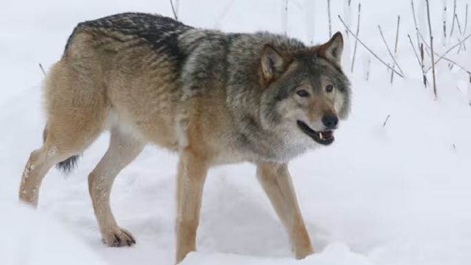 Finlandia: permiten volver a cazar lobos tras cinco décadas