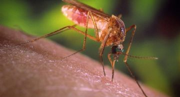 Detectaron un nuevo virus transmitido por mosquitos