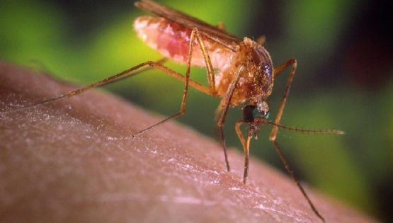 Detectaron un nuevo virus transmitido por mosquitos