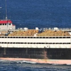 El Spiridon II, el barco con casi 3.000 vacas uruguayas, atracó en Libia y desembarcó a los animales