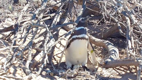 Un streaming de Chubut muestra a pingüinos y otras aves en vivo