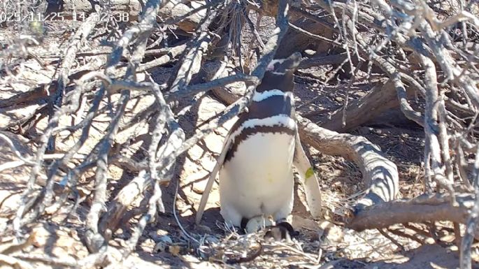 Un streaming de Chubut muestra a pingüinos y otras aves en vivo
