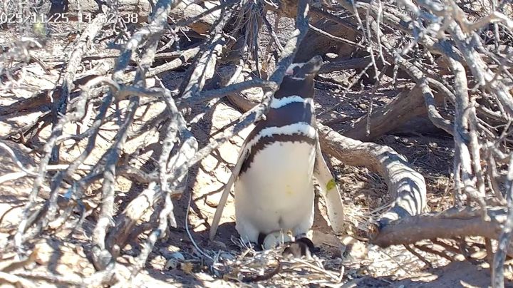 Un streaming de Chubut muestra a pingüinos y otras aves en vivo